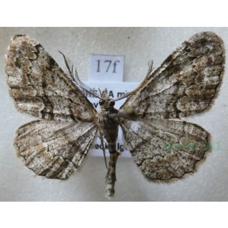 Parectropis similaria (Hufnagel, 1767) Przylepek podobniak Czech17f